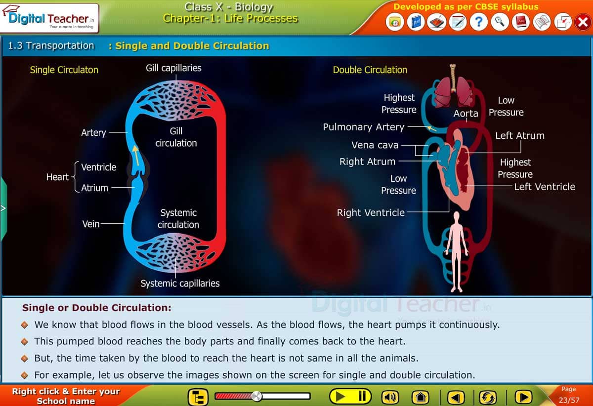 Class 10 biology difference between single and double circulation